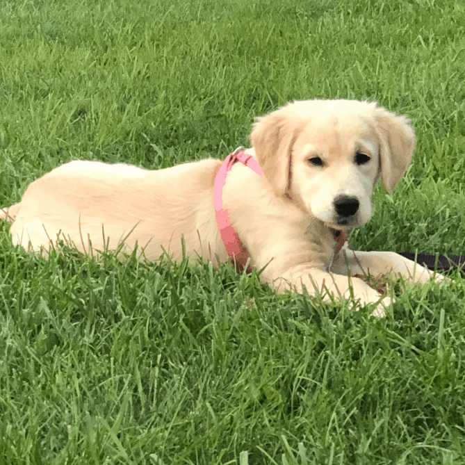 Lessons Learned from Socializing My New Puppy